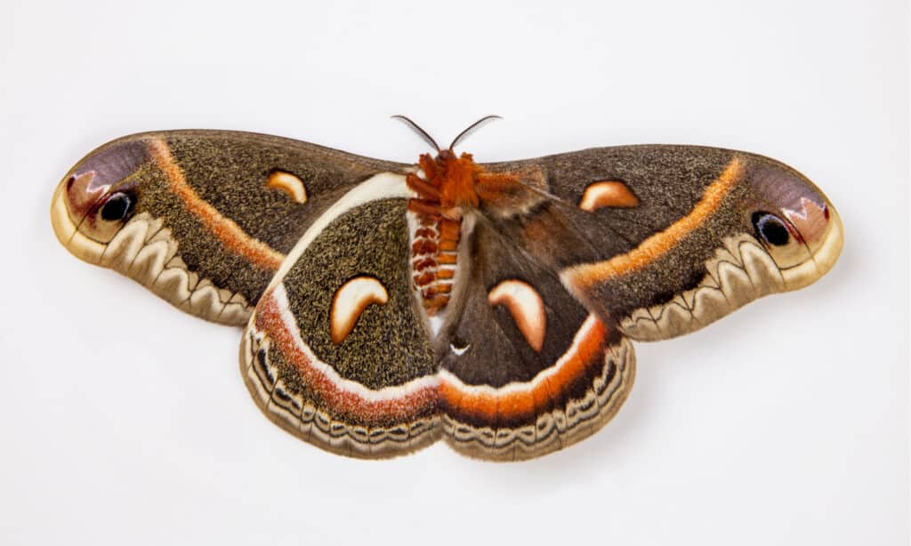 Falena Cecropia isolata su sfondo bianco.