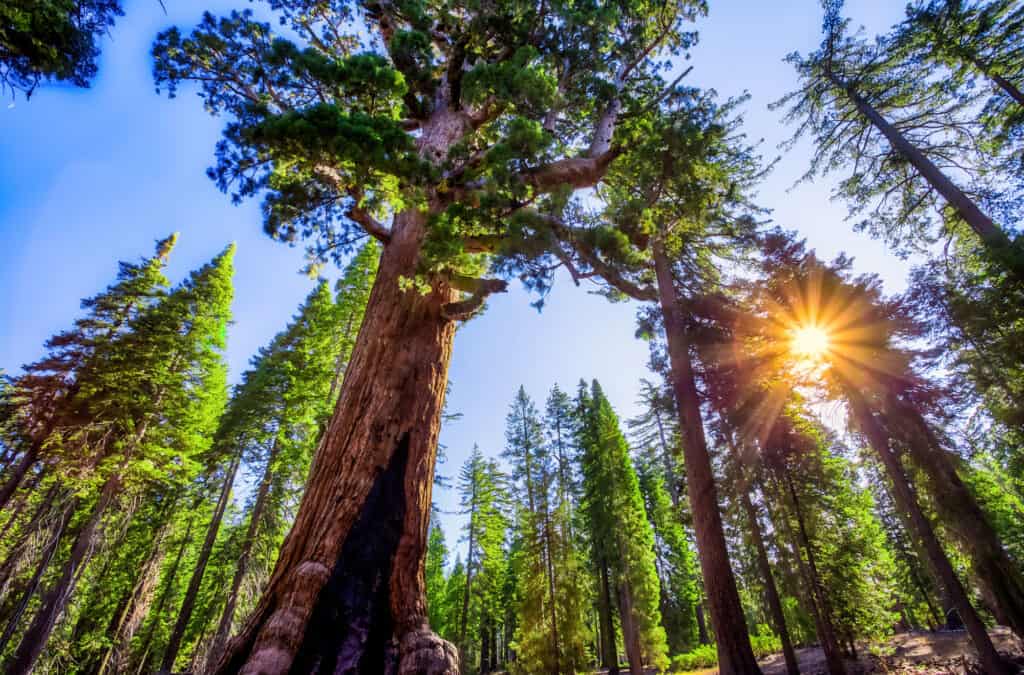 Albero gigante grizzly