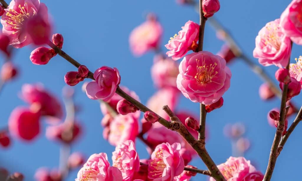 primo piano dei fiori di prugna