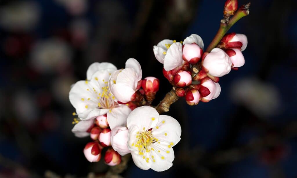primo piano del fiore di prugna