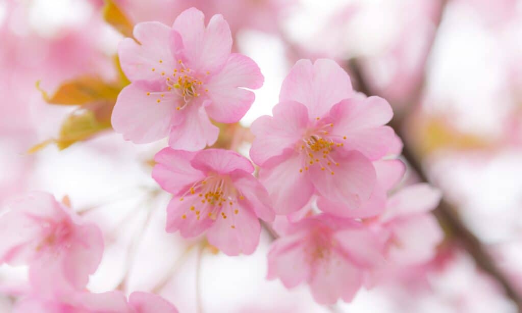 primo piano dei fiori di ciliegio