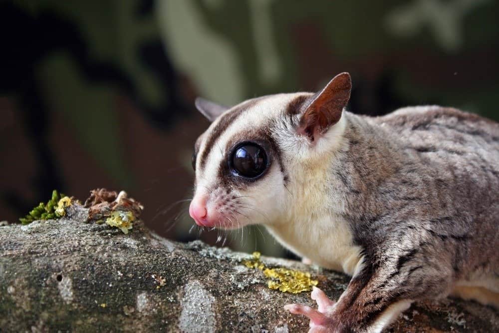 Ritratto di una simpatica aliante di zucchero dalla faccia bianca (Petaurus breviceps) in piedi su un ramo