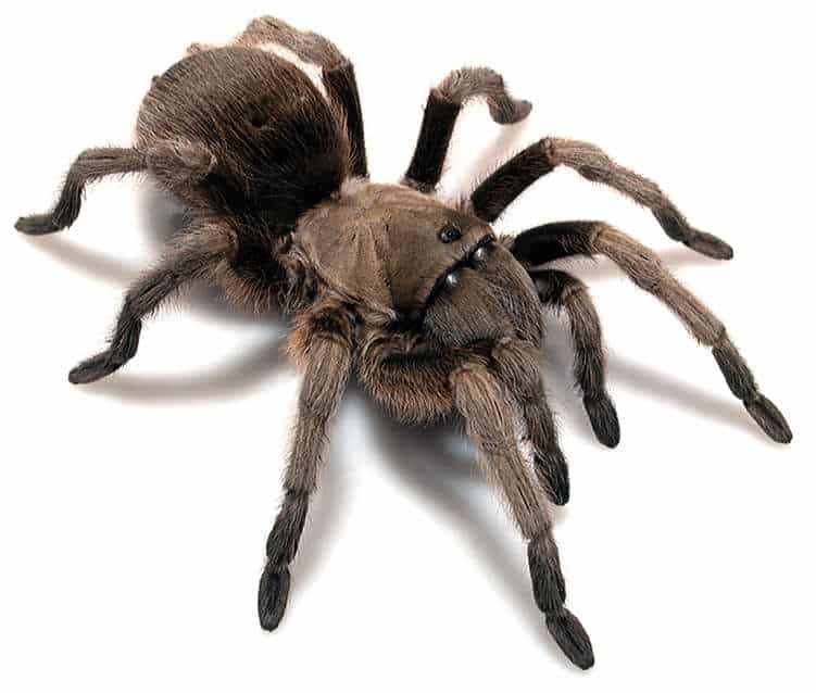 Aphonopelma gabeli
