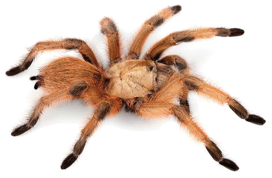 Afonopelma moderata
