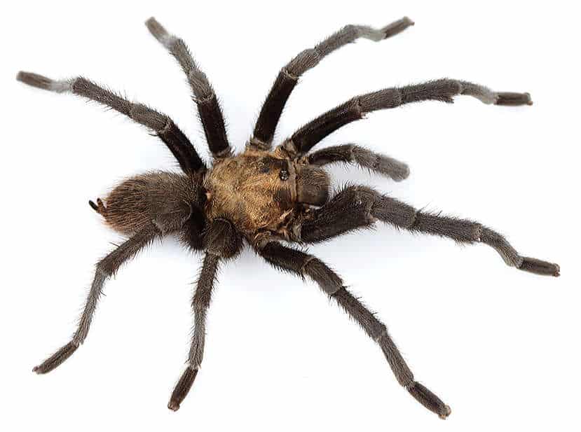 Afonopelma Armata 