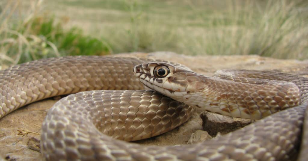 Prairie Coachfrusta Serpente