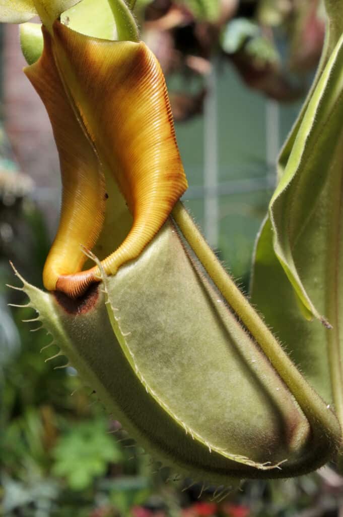 Pianta di brocca rossa di Nepenthes Rajah