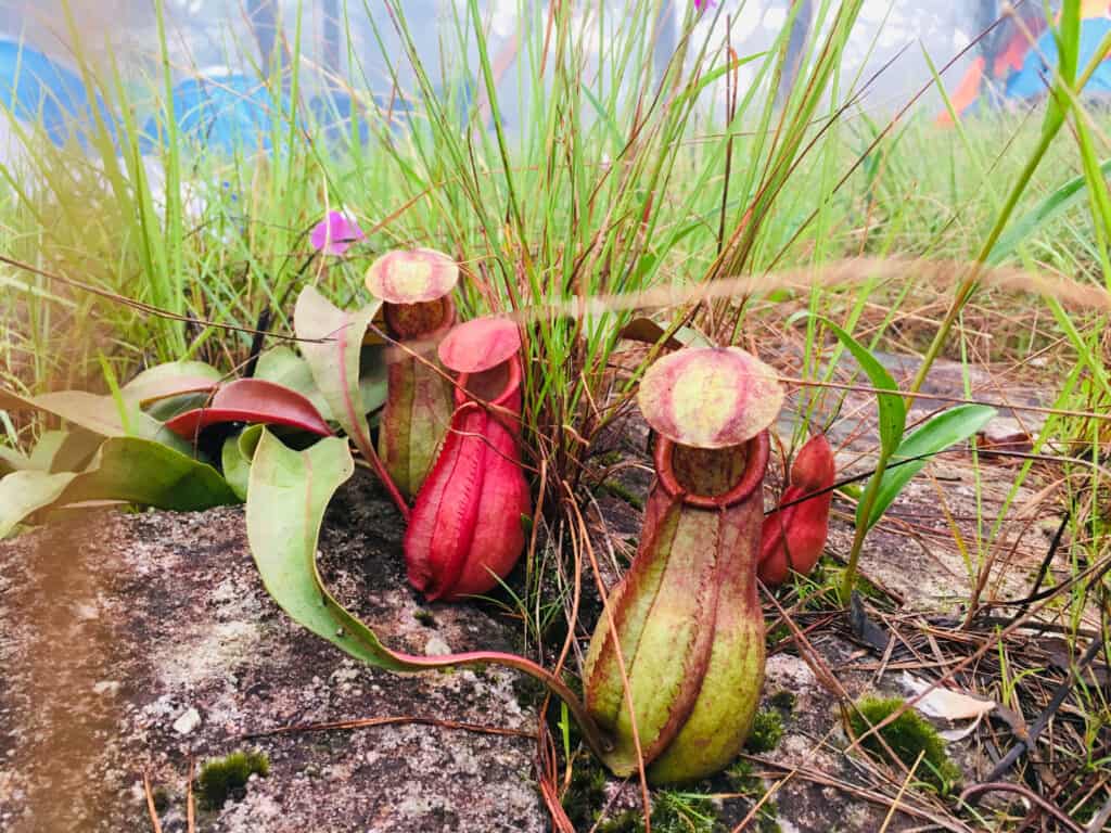 Piante di brocca tropicale o tazze di scimmia nella foresta