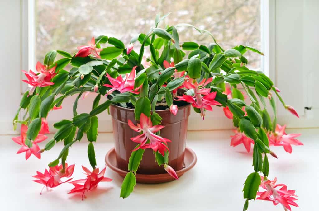 Cactus di Natale vs Cactus del Ringraziamento