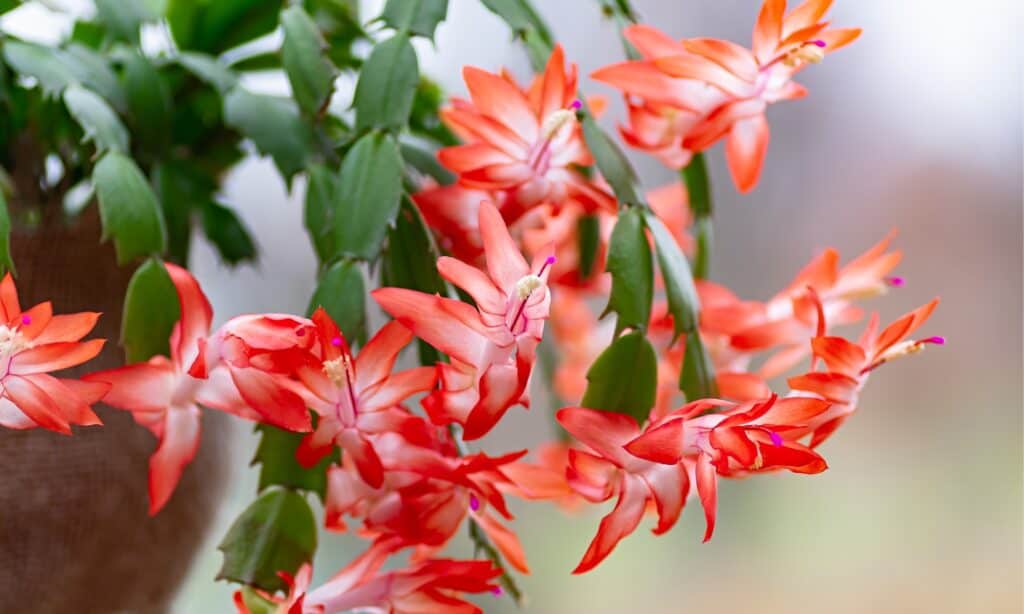 primo piano fiori di cactus del ringraziamento
