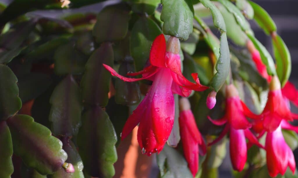 Cactus di Natale vs Cactus del Ringraziamento