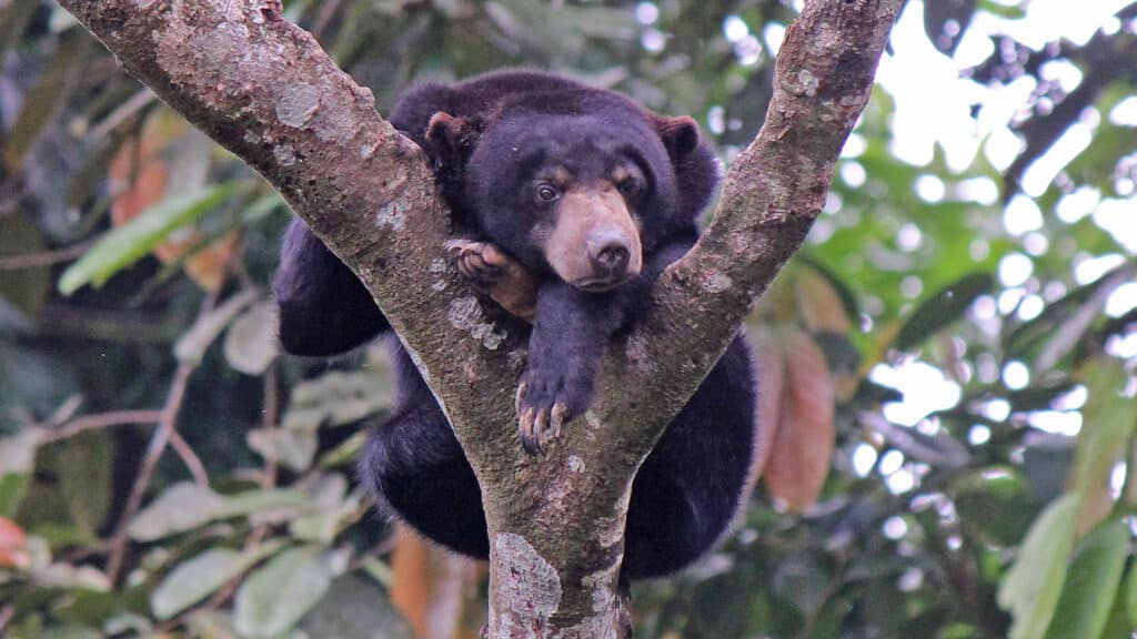 Orso del sole che dorme