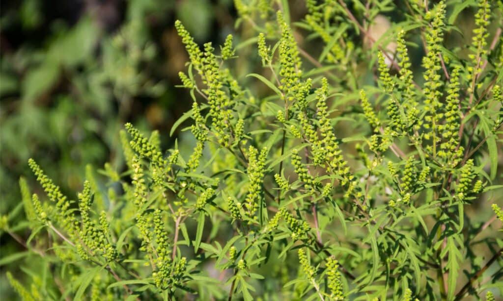 pianta di ambrosia