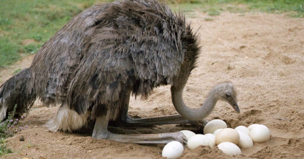 Animali che depongono le uova