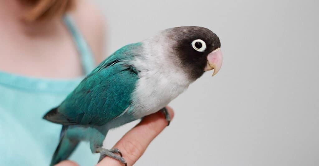 Tipi di uccelli da compagnia - Lovebird mascherato