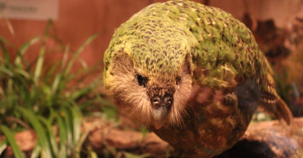 kakapo seduto davanti a un recinto