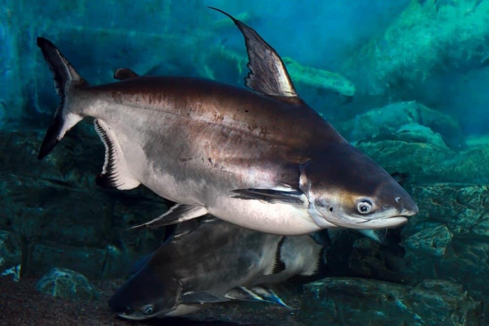 Swai vs pesce gatto