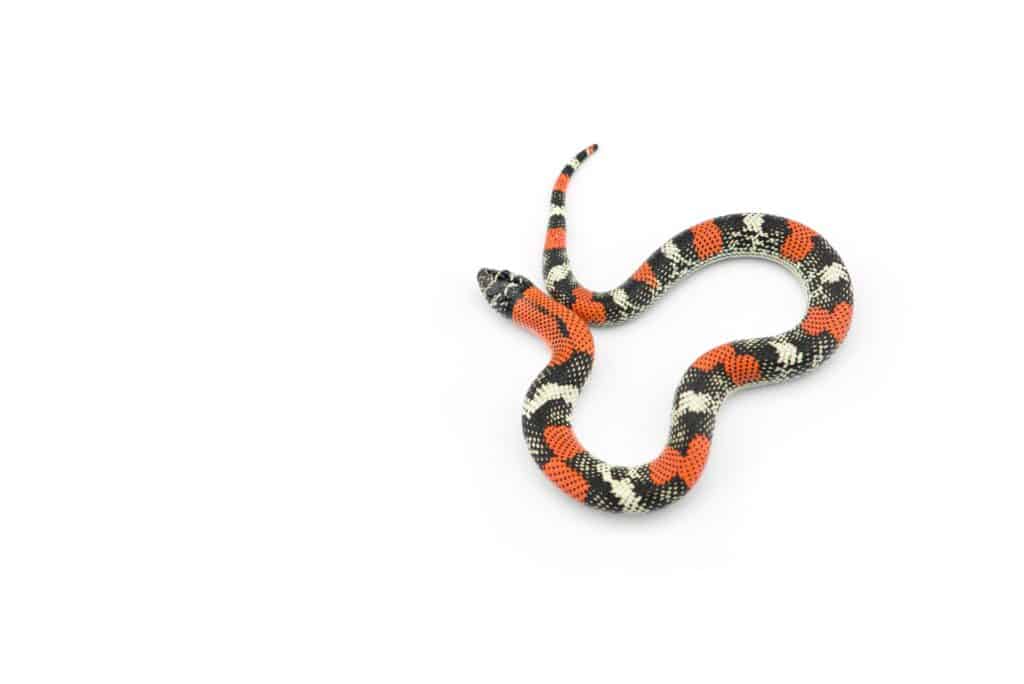 Serpente hognose tricolore