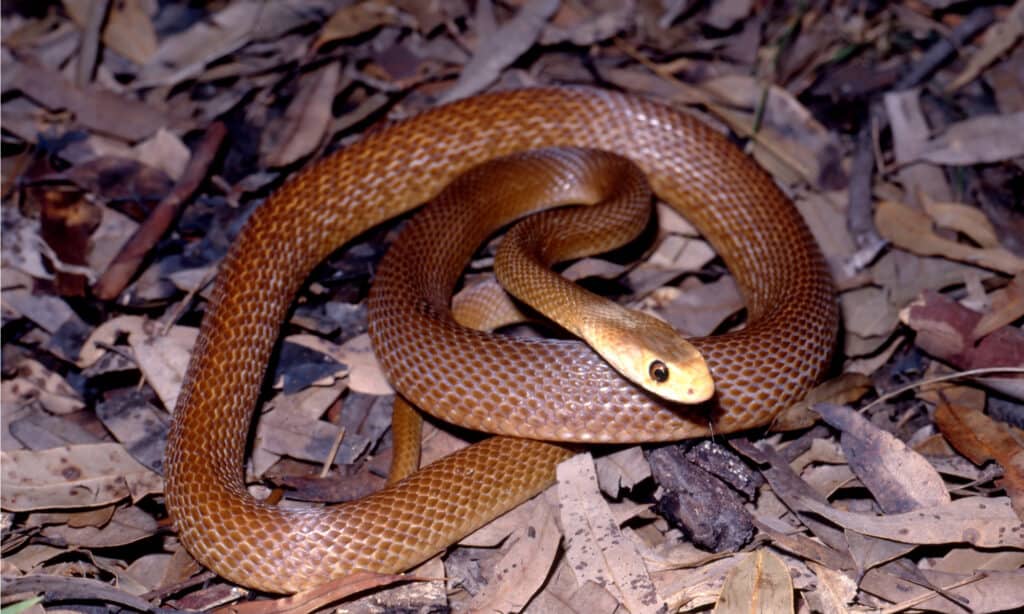 Taipan costiero che riposa nella lettiera di foglie. I taipan sono lunghi serpenti che possono muoversi velocemente.