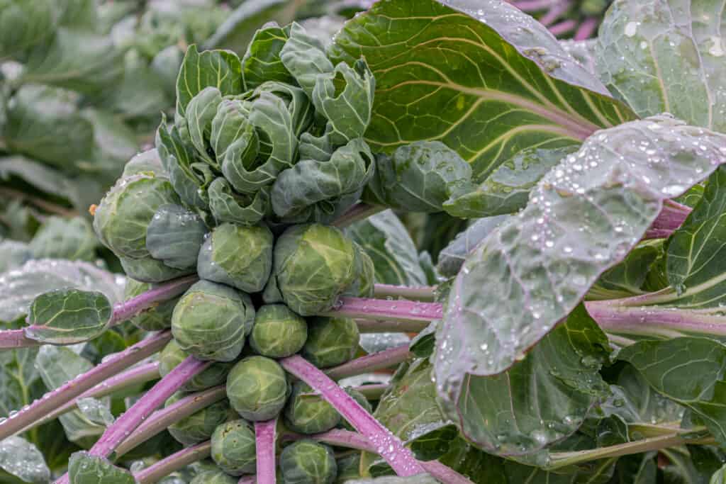 verdure da piantare a maggio
