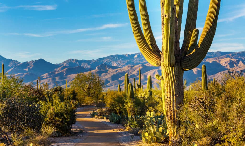 Parco Nazionale del Saguaro