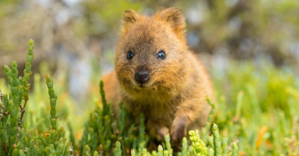 Animali più teneri: Quokka