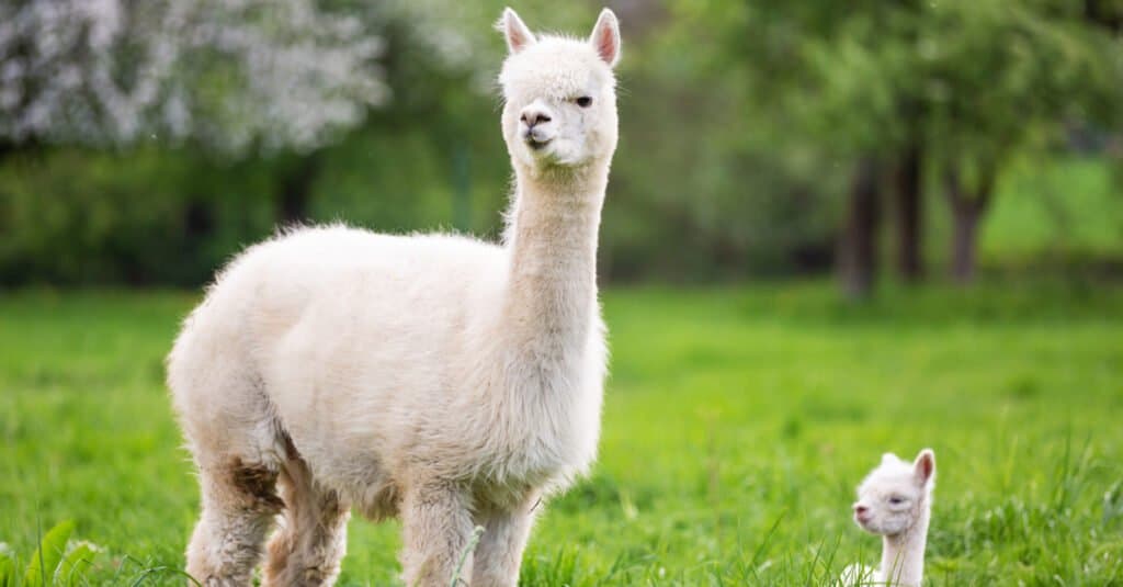 baby alpaca e madre
