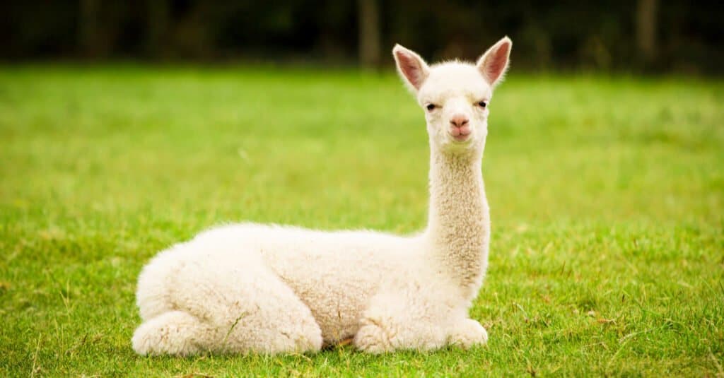 adorabile cucciolo di alpaca