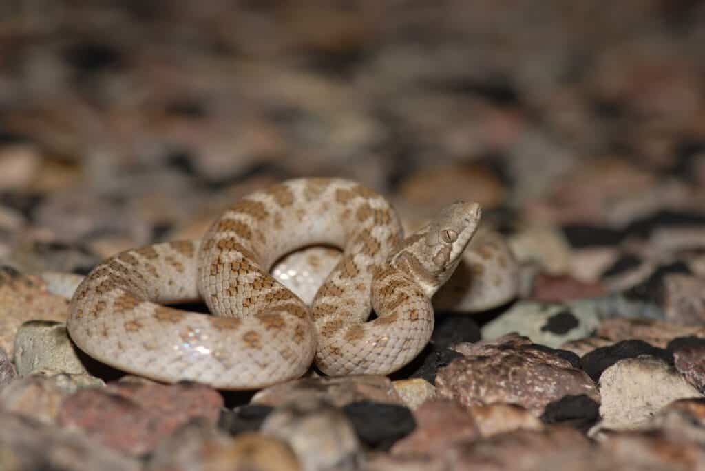 Un serpente notturno non velenoso