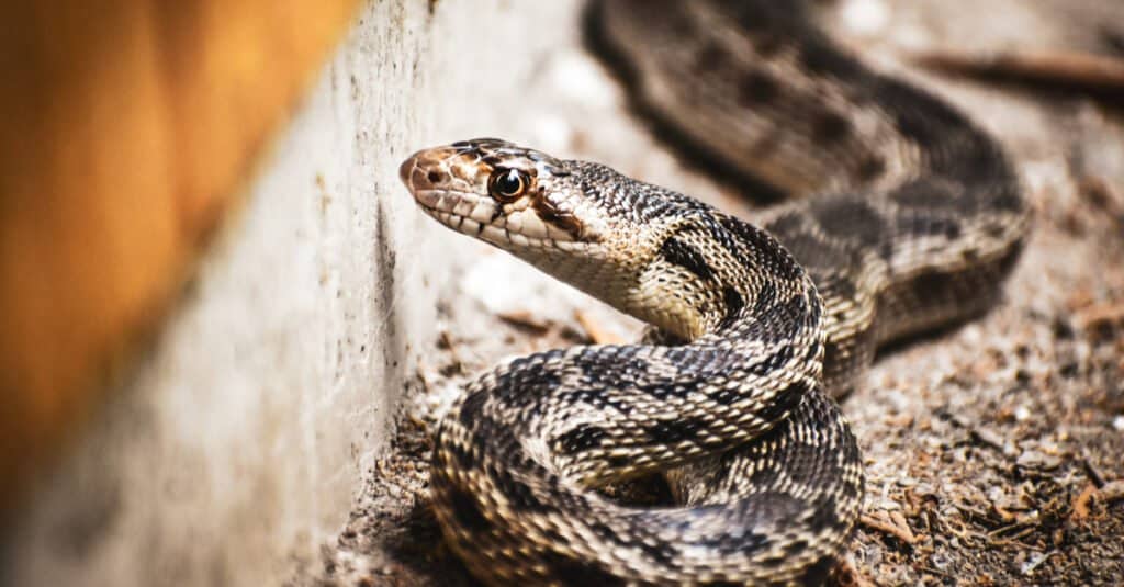 Serpente gopher vs serpente a sonagli