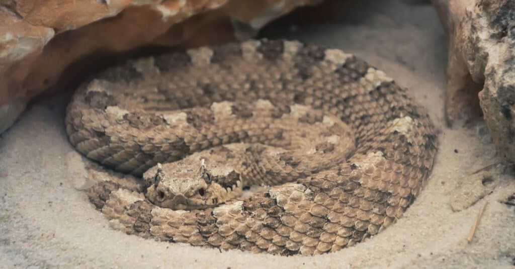 Un serpente Sidewinder che giace nel deserto