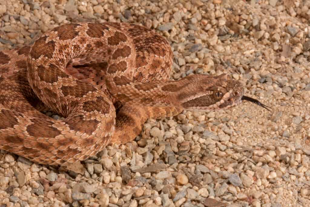 Un serpente a sonagli Hopi