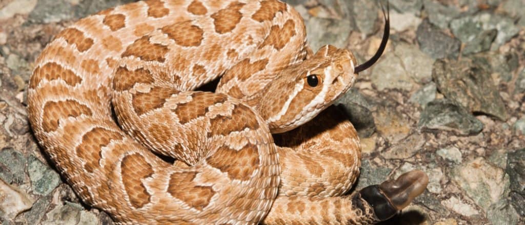 Serpente a sonagli della prateria