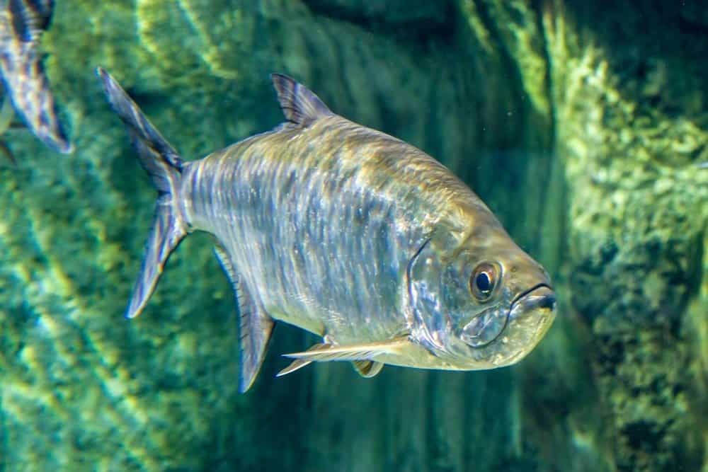 Il tarpone atlantico (Megalops atlanticus)