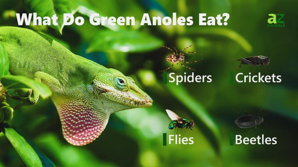 Cosa mangiano le anole verdi