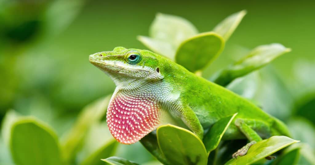 Lucertola verde di Anole (Anolis carolinensis) che mostra la sua giogaia rosa brillante.
