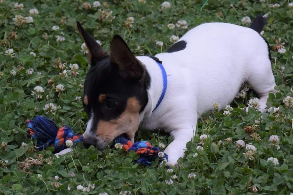 Cucciolo felice di Teddy Roosevelt Terrier che gioca sul campo del trifoglio