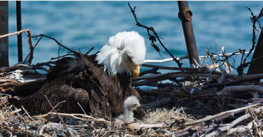 bambino aquila calva con la madre