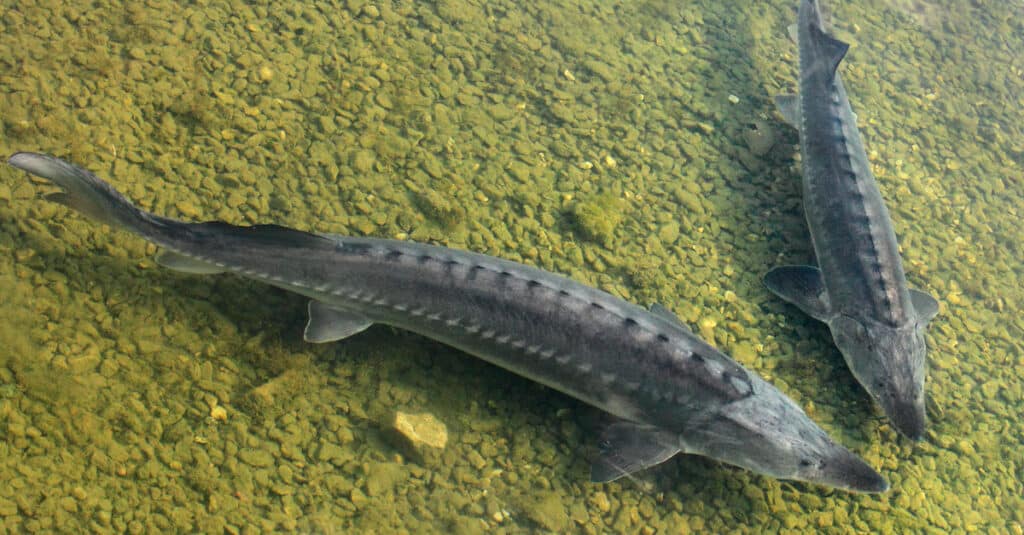 due storioni di lago