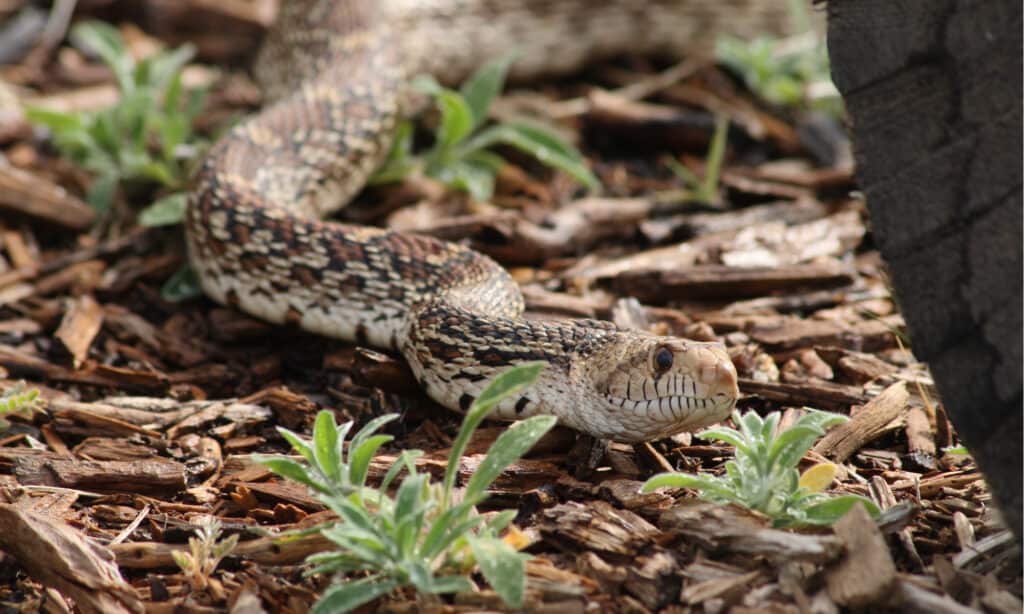 serpente gopher