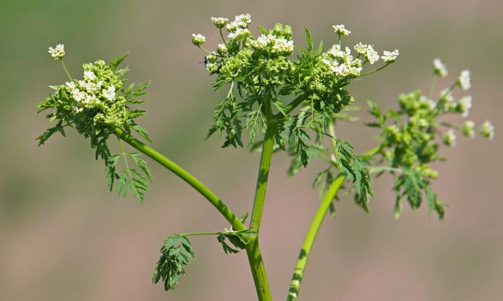 pianta di cicuta velenosa
