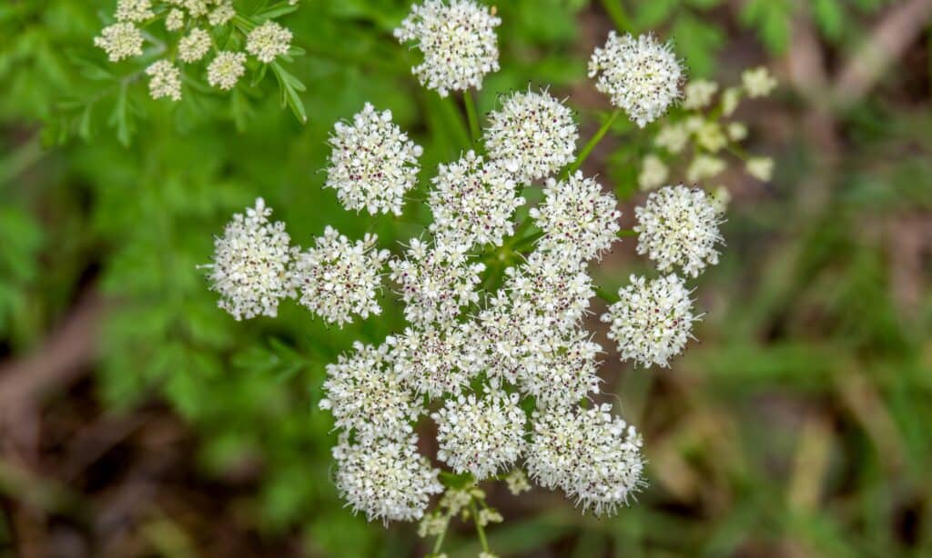 primo piano fiori di cicuta velenosa