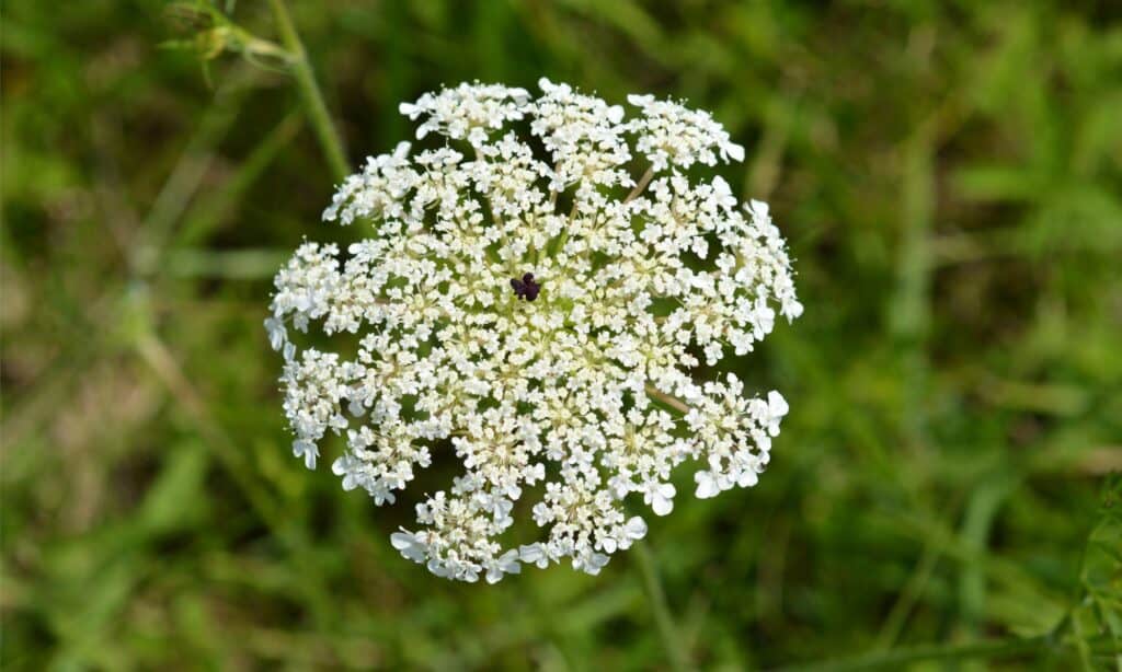 Cicuta velenosa contro carote selvatiche