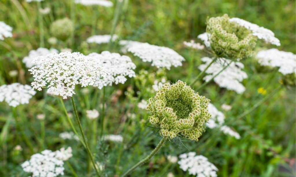 Cicuta velenosa contro carote selvatiche