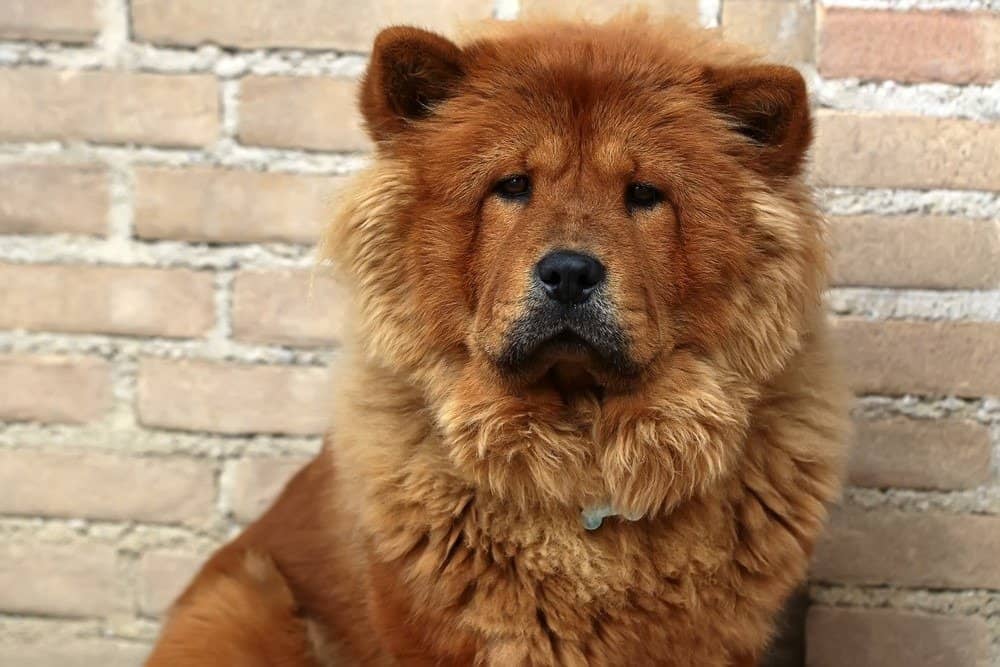 Ritratto del primo piano di Chow Chow