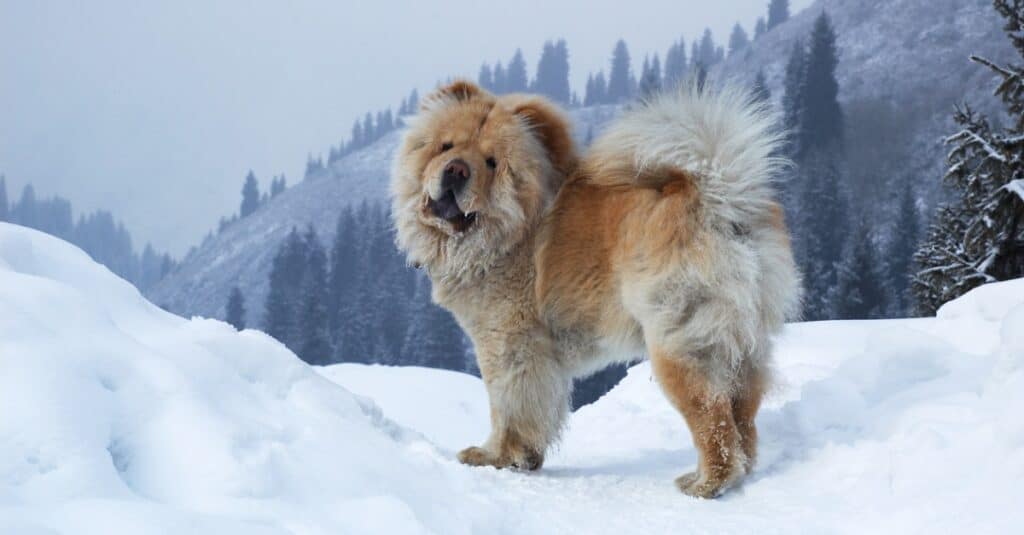 Chow chow in piedi fuori nella neve