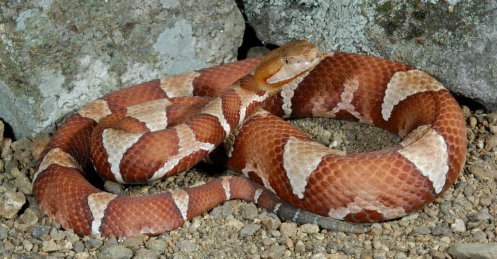 Che aspetto ha un serpente Copperhead