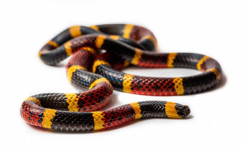 Il Texas Coral Snake ha un corpo stretto ed è lungo da 24 a 48 pollici.  La sua testa è arrotondata e i suoi occhi sono rotondi e neri.