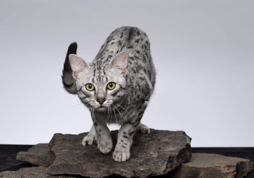 Gatto Mau egiziano che insegue una preda