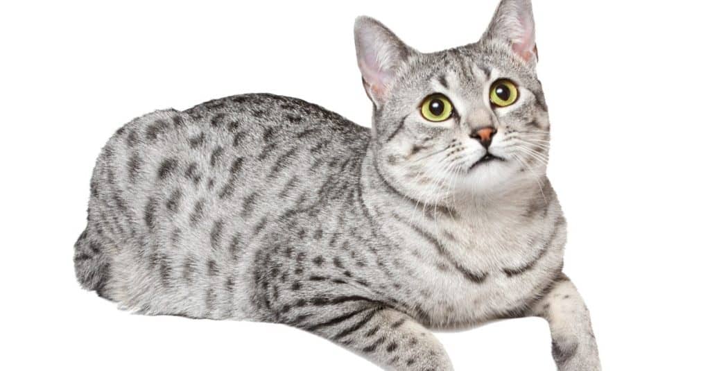 Un simpatico gatto Mau egiziano si sta rilassando su un bordo.  Sfondo bianco.